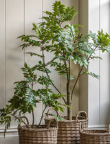 Faux White Olive Tree (2 Sizes Available)