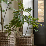 Faux White Olive Tree - Small