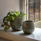 Lovika Planters