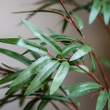 Faux Bamboo Plant - Large