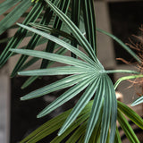 Faux Palm Plant - Small