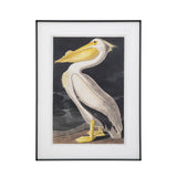 Vintage Pelican Framed Print