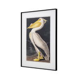 Vintage Pelican Framed Print
