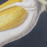 Vintage Pelican Framed Print