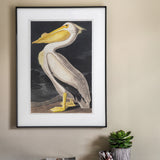 Vintage Pelican Framed Print