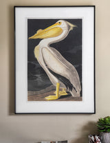 Vintage Pelican Framed Print