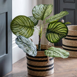 Water Hyacinth Black Striped Baskets (Set of Four)