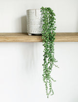 Faux String of Pearls Plant