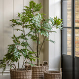 Faux White Olive Tree (2 Sizes Available)
