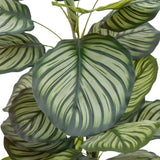 Faux Calathea Plant - Large