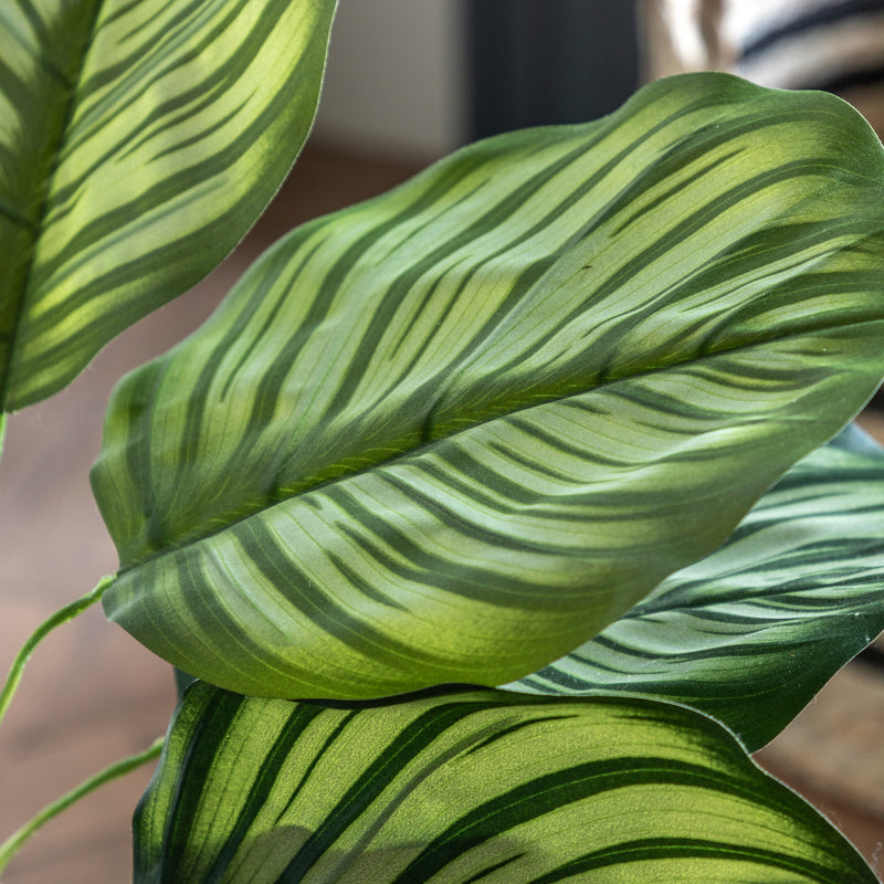 Faux Calathea Plant - Large