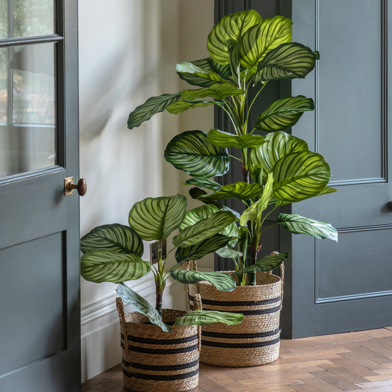 Faux Calathea Plant