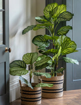 Faux Calathea Plant (2 Sizes Available)