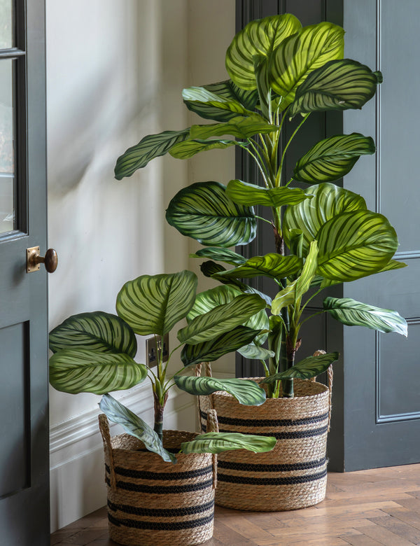 Faux Calathea Plant (2 Sizes Available)