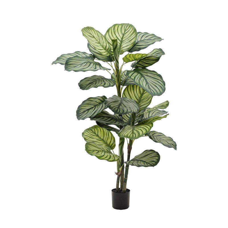 Faux Calathea Plant - Large