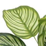 Faux Calathea Plant - Small