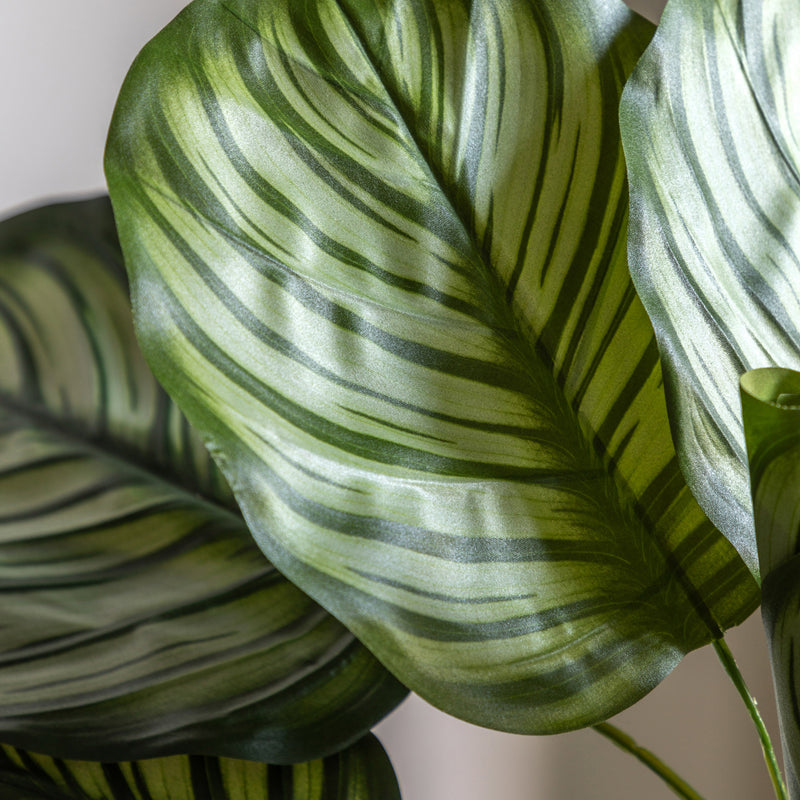 Faux Calathea Plant - Small