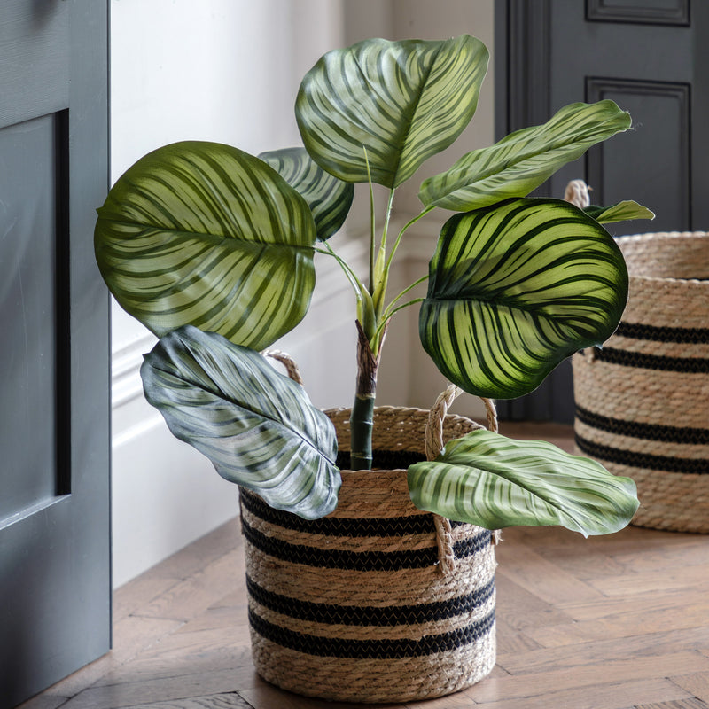 Faux Calathea Plant - Small