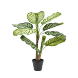 Faux Calathea Plant - Small