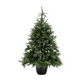 Nordman 7ft Christmas Tree