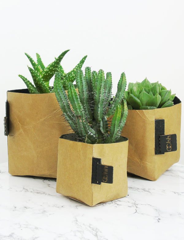Creased Paper Planters