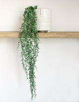 Faux String of Beads Plant