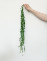 Faux String of Pearls Plant